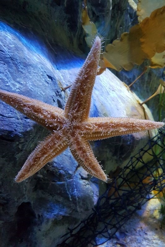 Year 7 Excursion to the Melbourne Aquarium