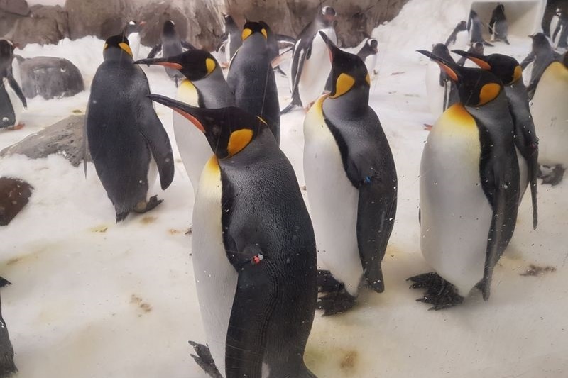 Year 7 Excursion to the Melbourne Aquarium