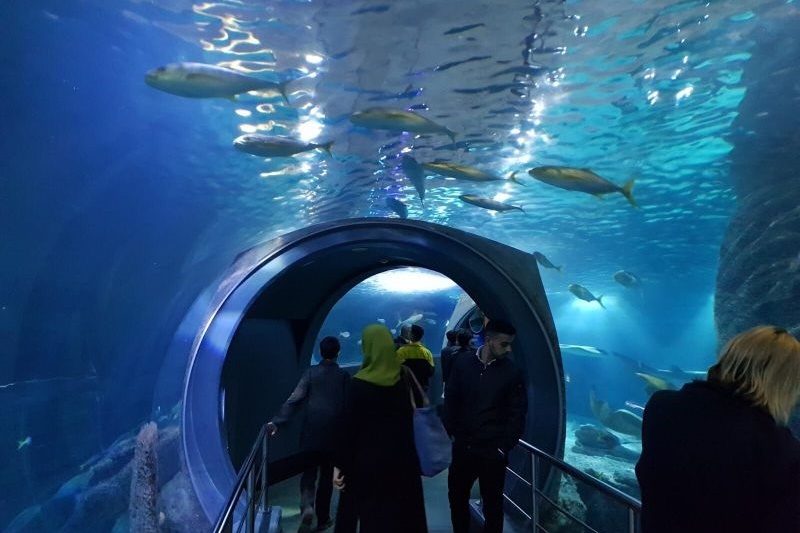 Year 7 Excursion to the Melbourne Aquarium