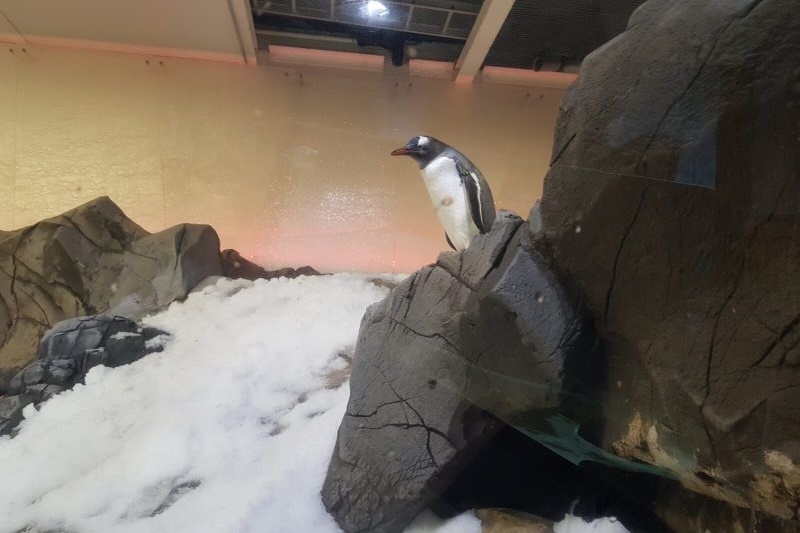 Year 7 Excursion to the Melbourne Aquarium