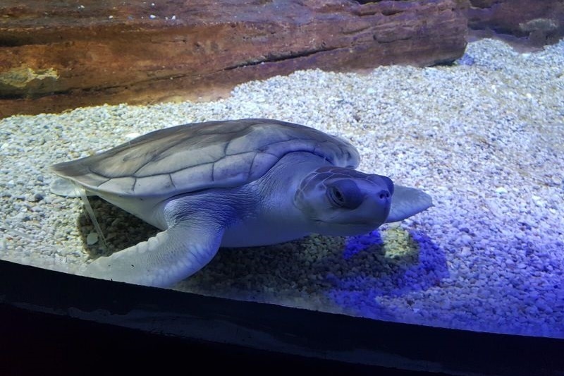 Year 7 Excursion to the Melbourne Aquarium