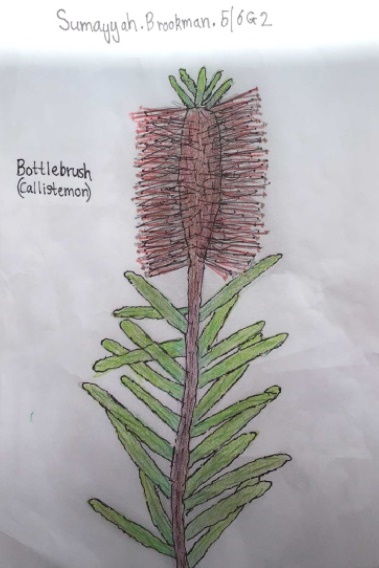 Australian Native Plants Drawings