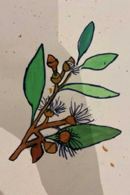 Australian Native Plants Drawings