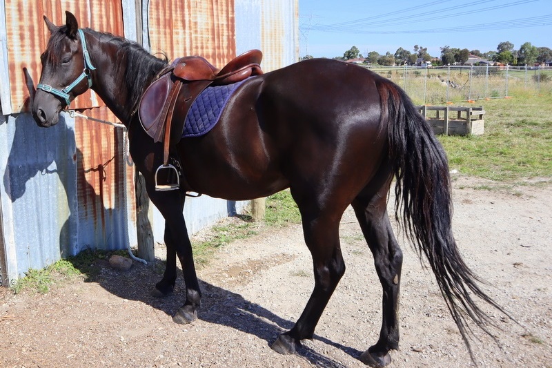 Equestrian Program Back in Action