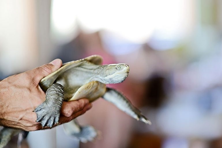 Year 1 Incursion: Wildlife Encounters