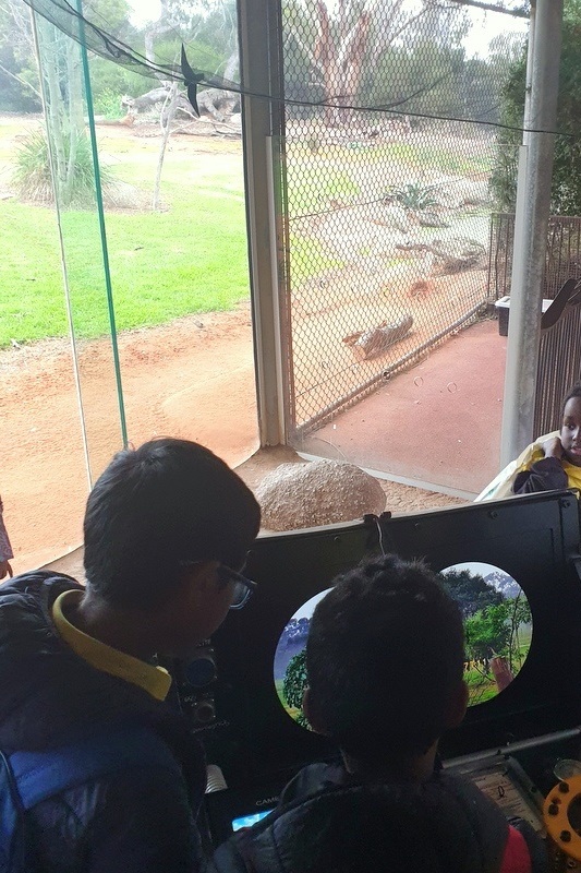 Year 4: Werribee Zoo Excursion