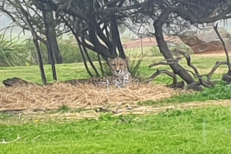 Year 4: Werribee Zoo Excursion