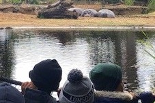 Year 4: Werribee Zoo Excursion