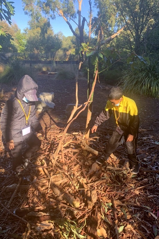 Year 2: Werribee Zoo Excursion