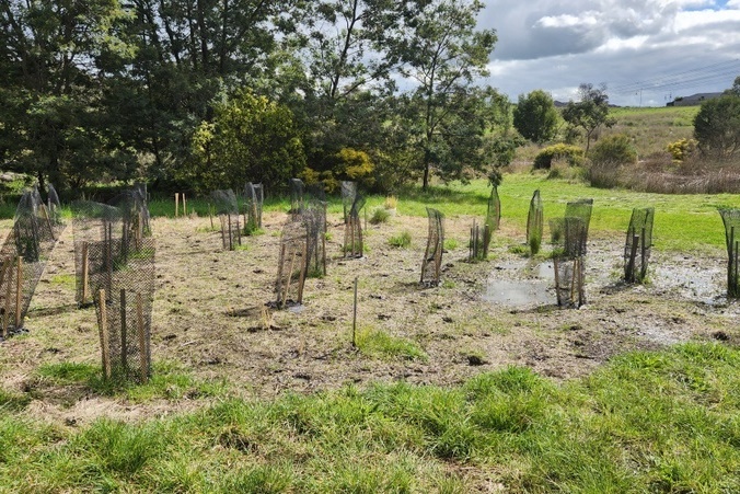 Maserati Park Planting Activity