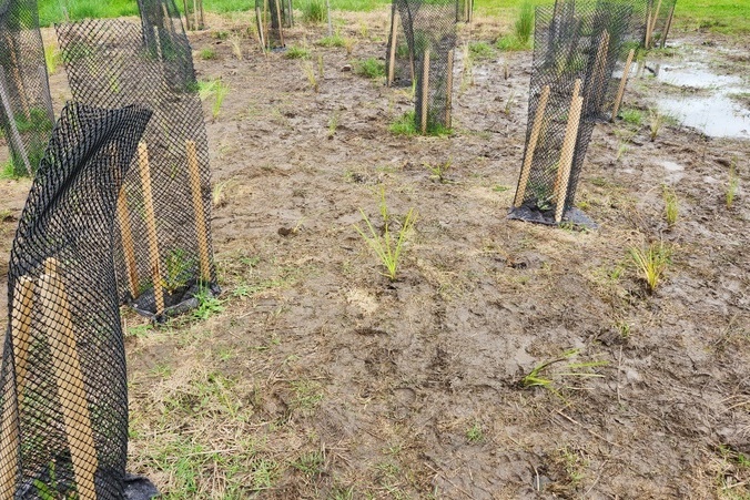 Maserati Park Planting Activity