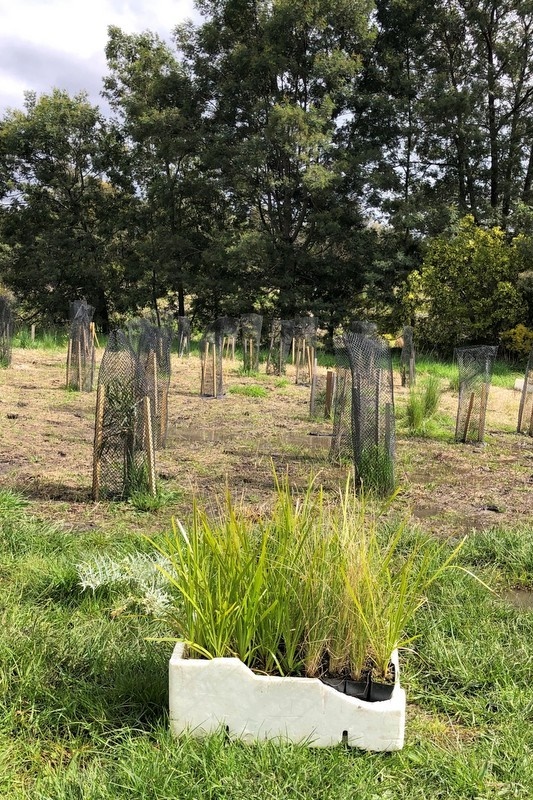 Maserati Park Planting Activity