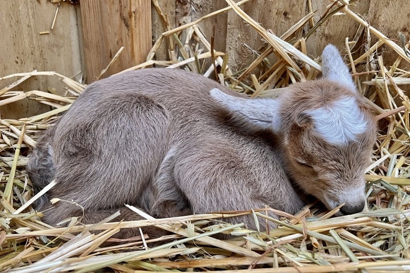 Welcome to the world, goat kids