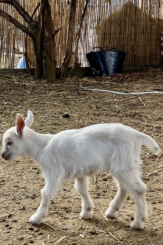 Welcome to the world, goat kids