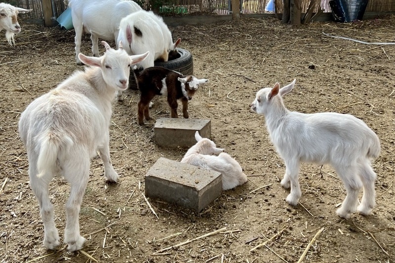 Welcome to the world, goat kids