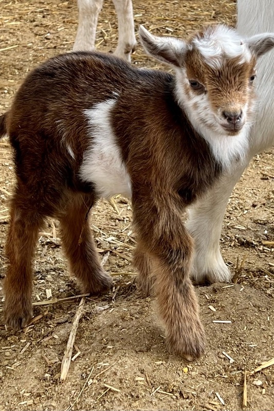 Welcome to the world, goat kids