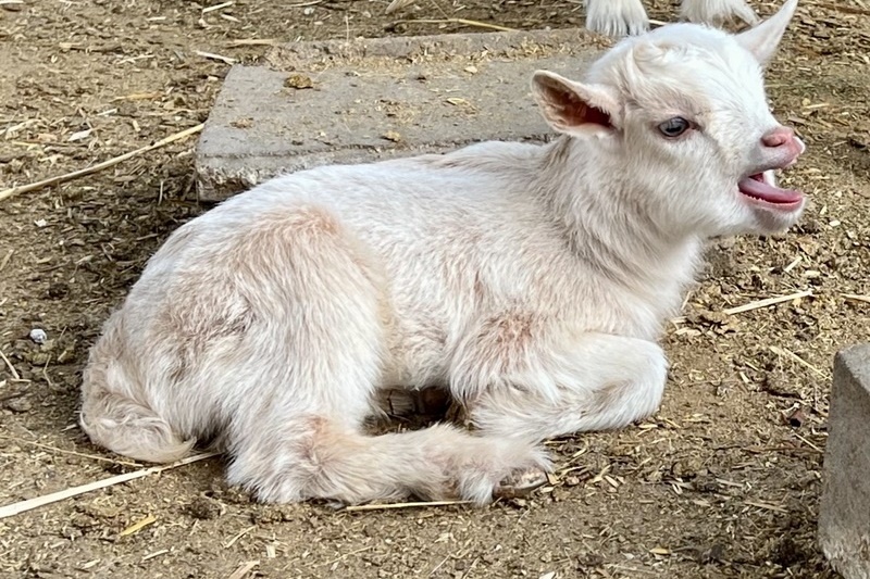 Welcome to the world, goat kids