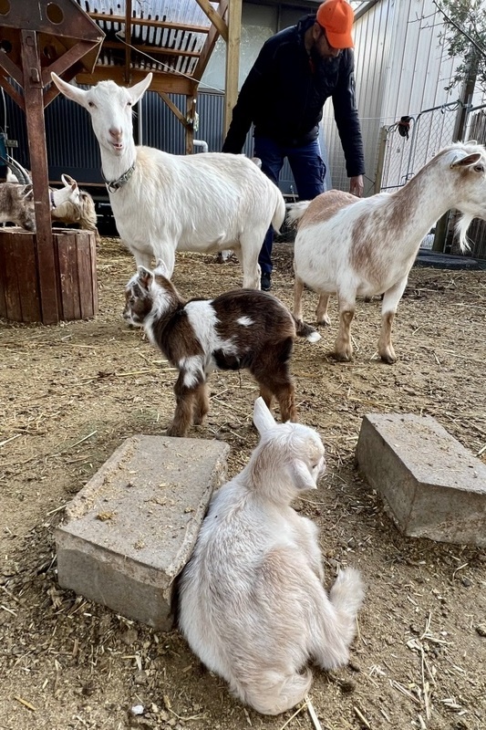 Welcome to the world, goat kids