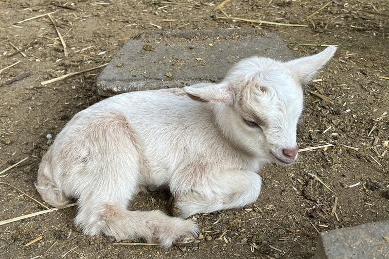 Welcome to the world, goat kids