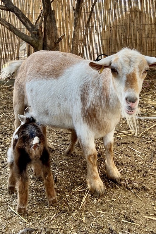 Welcome to the world, goat kids