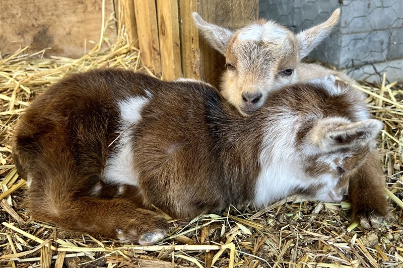 Welcome to the world, goat kids