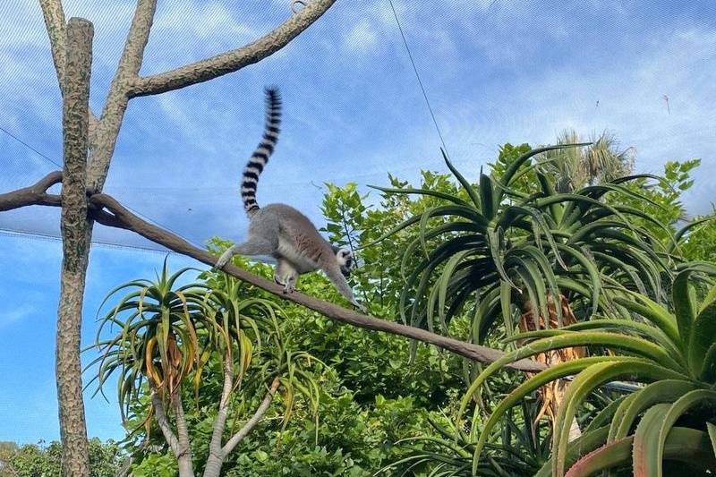 Year 5 Boys Excursion: Melbourne Zoo