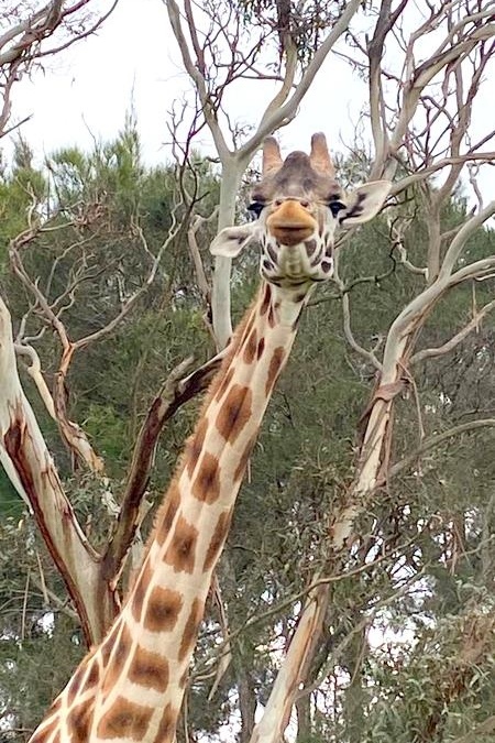 Year 4 Excursion: Werribee Zoo Safari