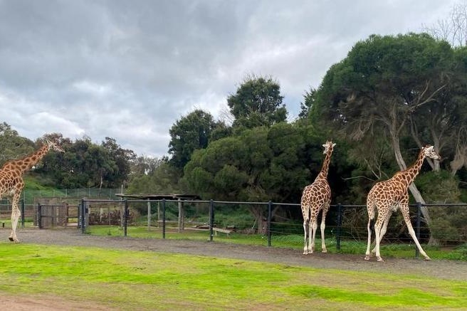 Year 4 Excursion: Werribee Zoo Safari