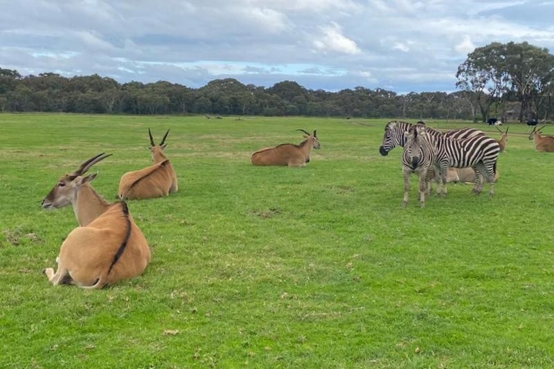 Year 4 Excursion: Werribee Zoo Safari