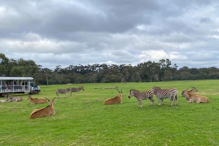 Year 4 Excursion: Werribee Zoo Safari