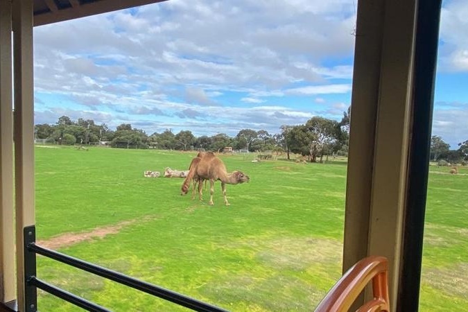 Year 4 Excursion: Werribee Zoo Safari