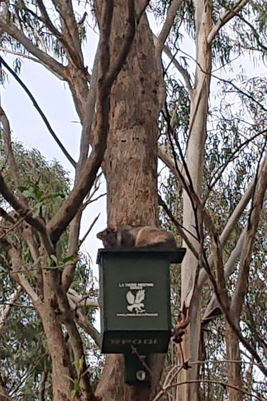 Year 6G Excursion: Wildlife Sanctuary