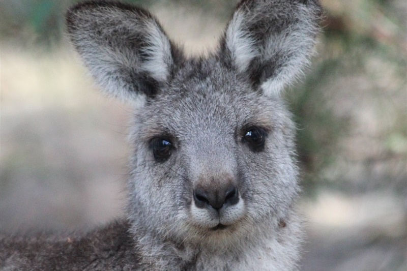 Year 6G Excursion: Wildlife Sanctuary