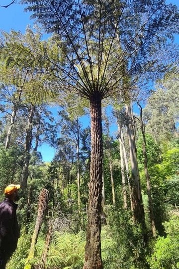 Year 12 Big Day Out at the Dandenongs