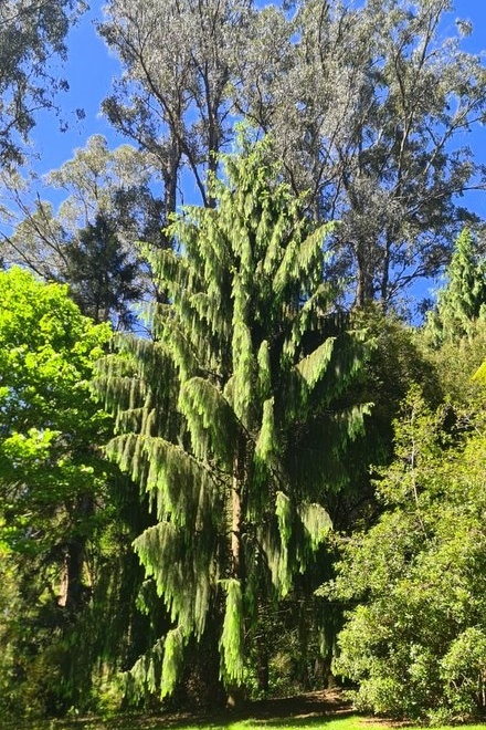 Year 12 Big Day Out at the Dandenongs