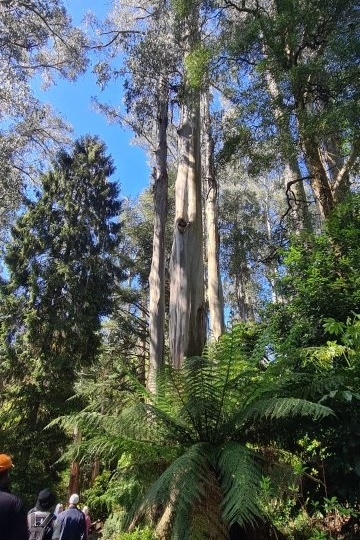 Year 12 Big Day Out at the Dandenongs