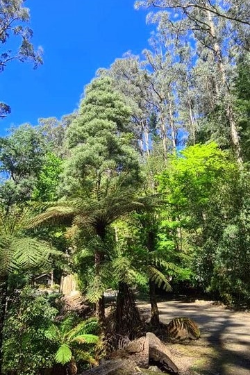 Year 12 Big Day Out at the Dandenongs