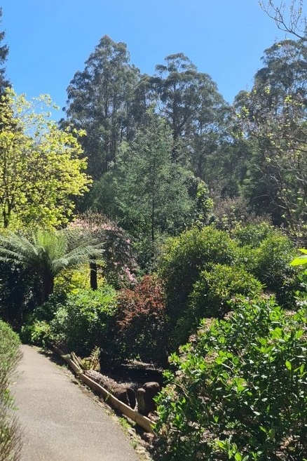 Year 12 Big Day Out at the Dandenongs