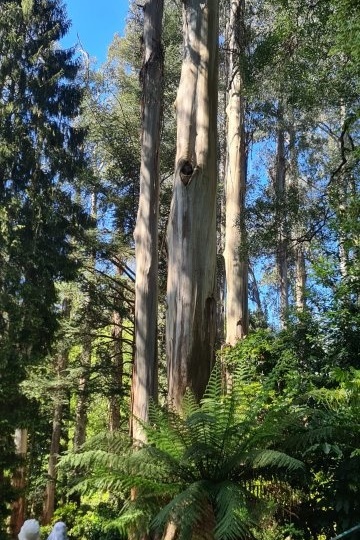 Year 12 Big Day Out at the Dandenongs