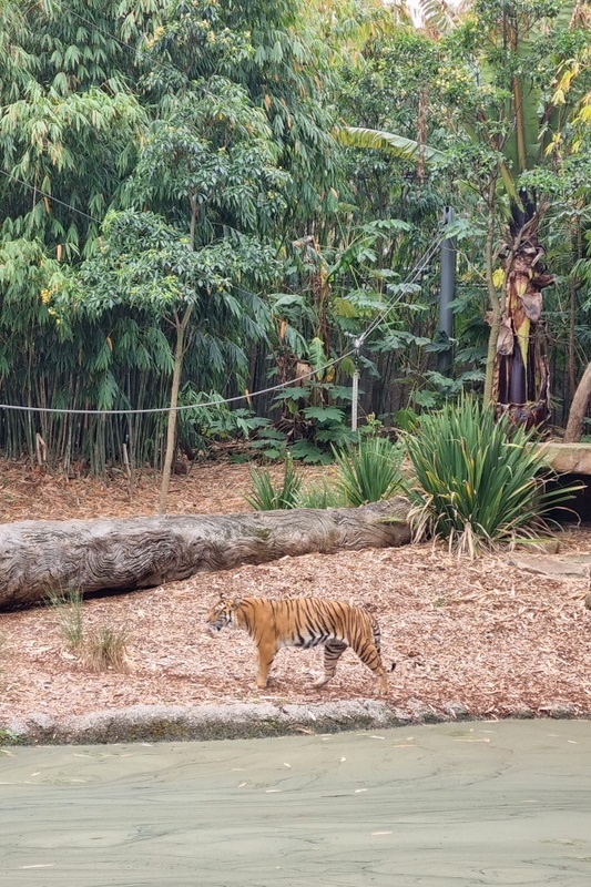 Year 7 and 8 Girls: Melbourne Zoo Excursion