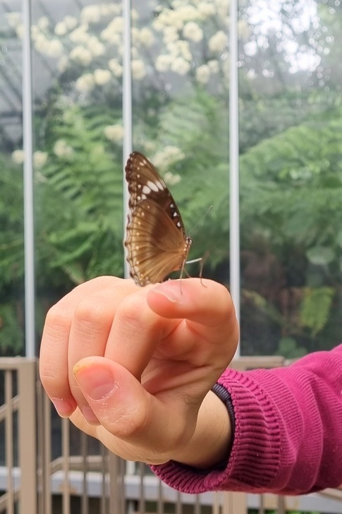 Year 7 and 8 Girls: Melbourne Zoo Excursion