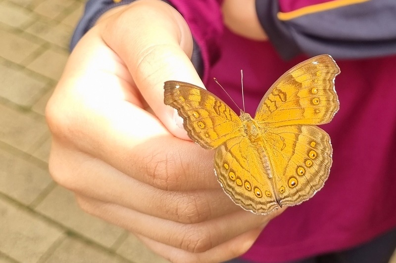 Year 7 and 8 Girls: Melbourne Zoo Excursion