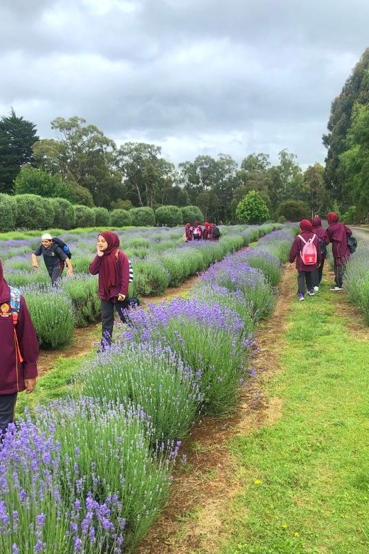 Year 3 and 4 Dojo Redemption: Lavender Farm