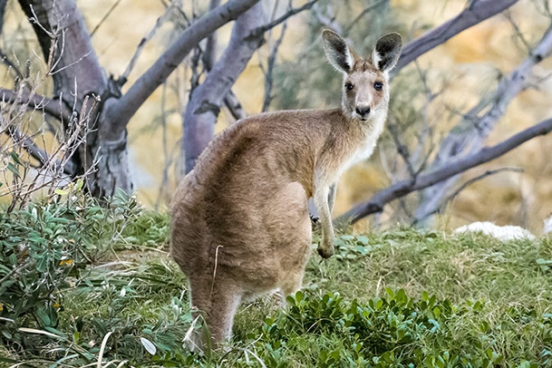 2 March: Australian Bush Comfort and Confidence